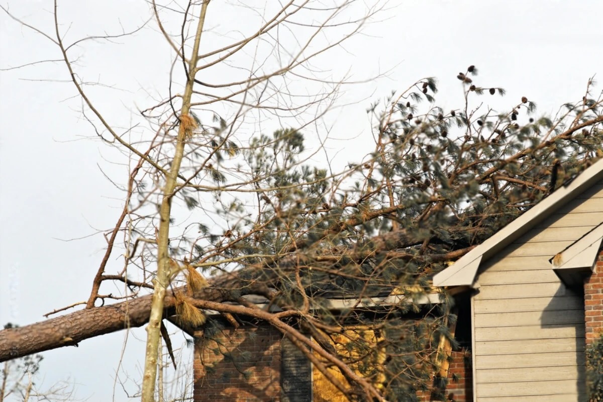 Fallen tree on damaged house roof